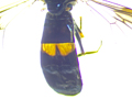 Platycheirus rosarum